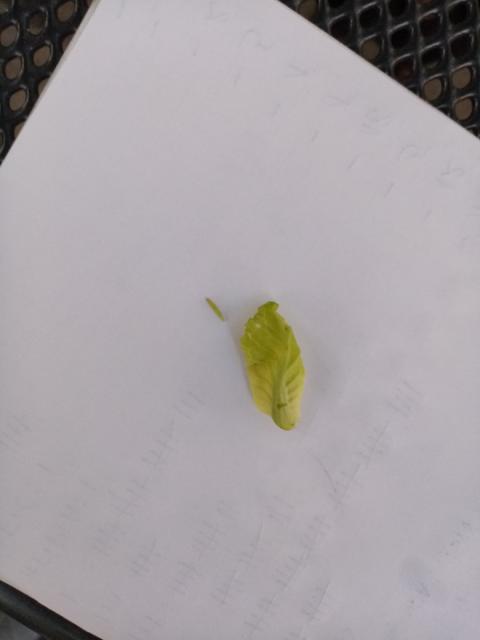 larva kupusovog moljca