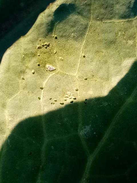 oštećenja od buvača