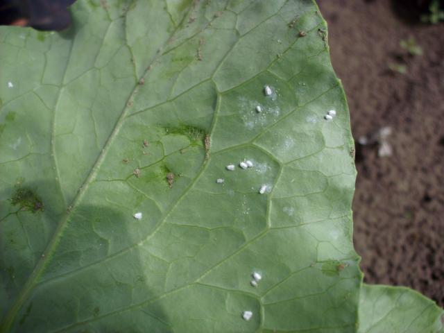 imaga sa poloenim jajima