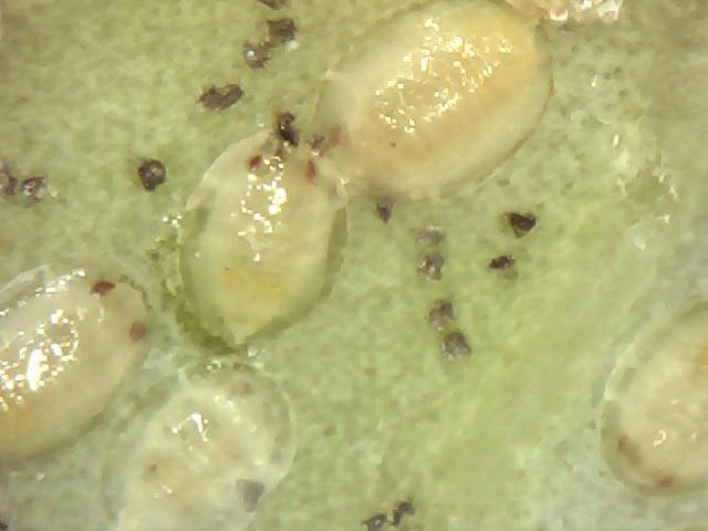 nalaze se na naličju lista ,u odnosu na prošli pregled u velikom intenzitetu