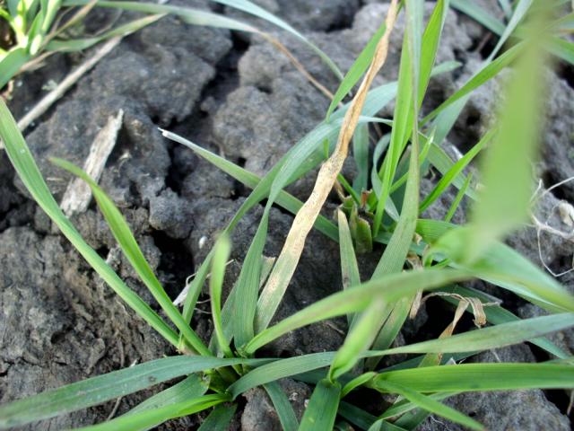 Septoria%20tritici_JPG.jpg