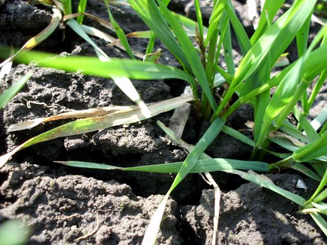 Septoria tritici-simptomi na pšenici