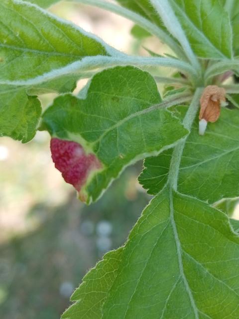 crvene gale na listu jabuke, simptom napada lisne  vaši crvenih gala jabuke (Dysaphis devecta)