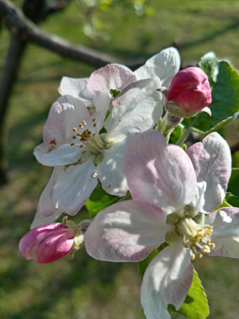 Jabuka, cvetanje