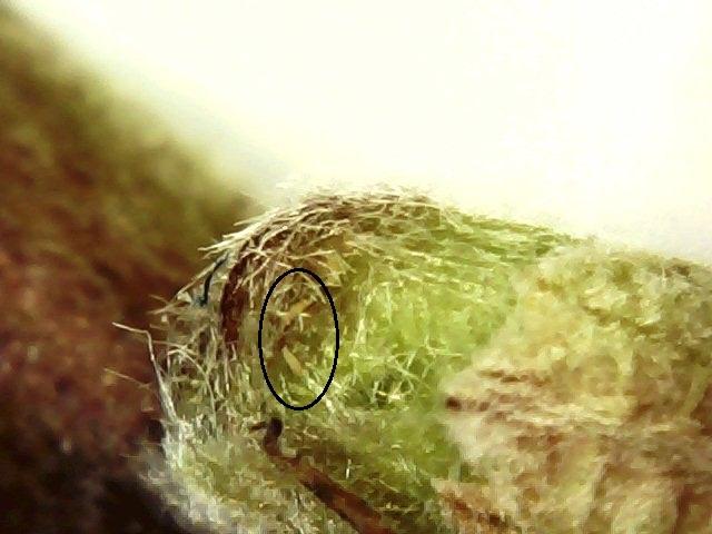 Phylocoptes gracilis prezimeli imago na pupoljku maline