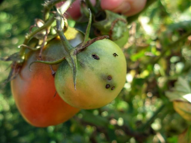 Plodovi paradajza sa oštećenjima od moljca