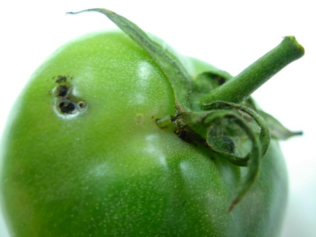 Larva moljca paradajza i oštećenja na plodu