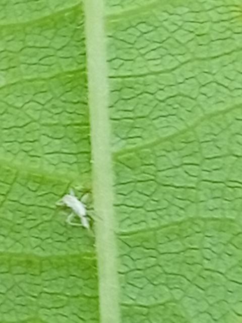 Scaphoideus titanus