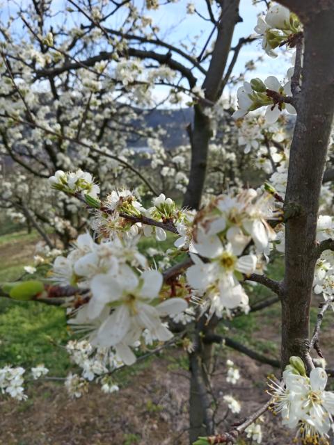 cvetanje šljive, Čačanska lepotica, lokalitet Sevojno