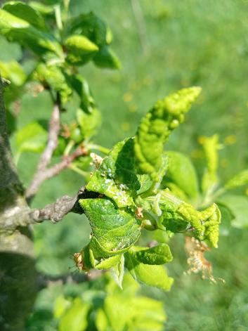 šljivine vaši kovrdžalice  (Brachycaudus helichrysi)