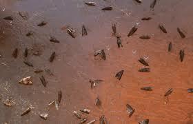 Slika nastala u redovnom ćitanju feromonske klopke