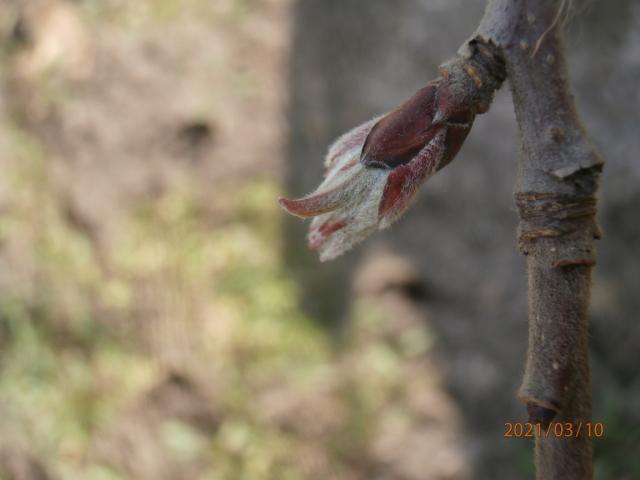 Picture