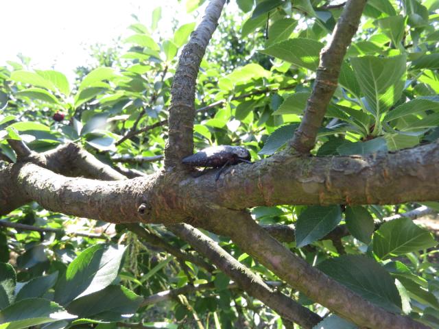 Capnodis tenebrionis,žilogriz