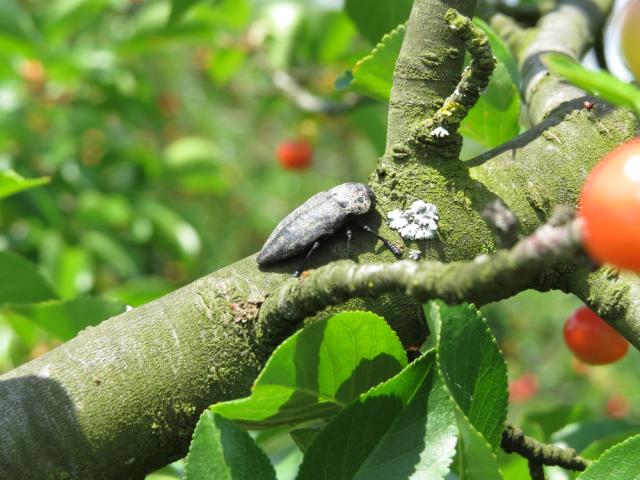 Capnodis tenebrionis,žilogriz