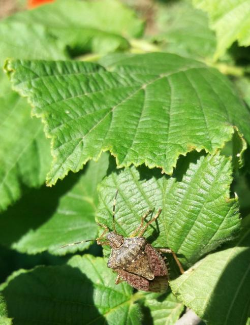 Halyomorpha halys,braon mramorasta stenica