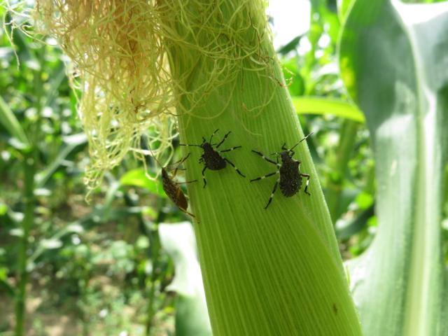 Halyomorpha halys,braon mramorasta stenica