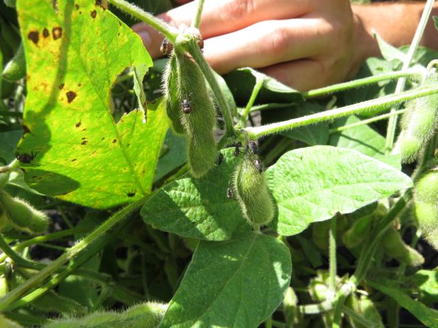 Halyomorpha halys