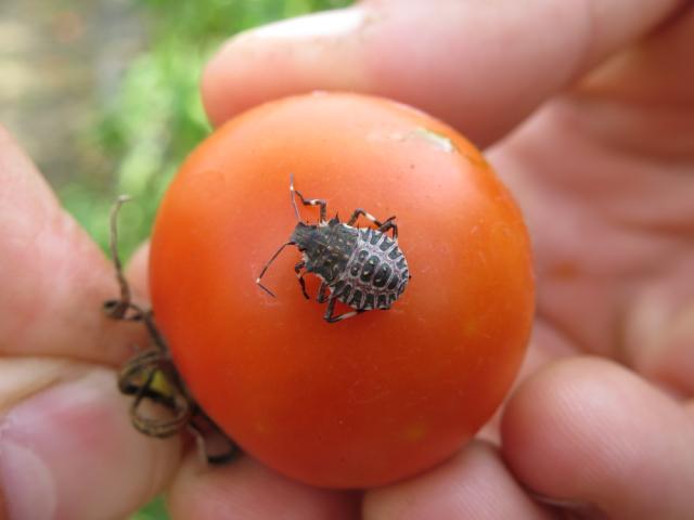 Halyomorpha halys