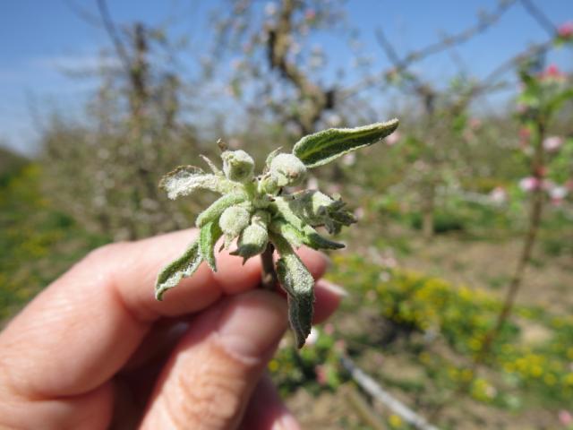 Pepelnica,Podosphaera leucotricha