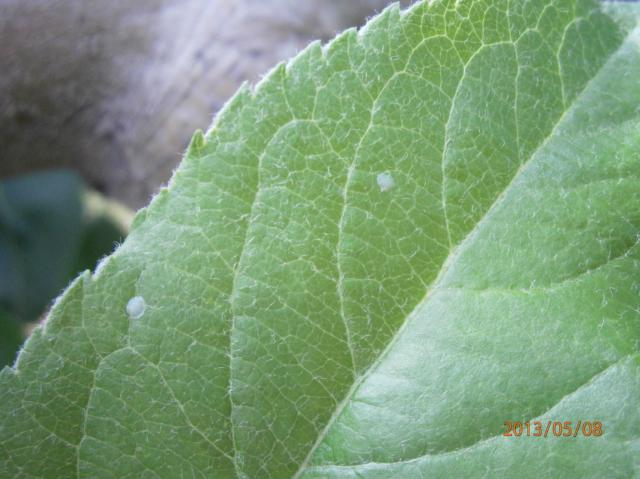 Eggs ,Carpocapsa pomonella