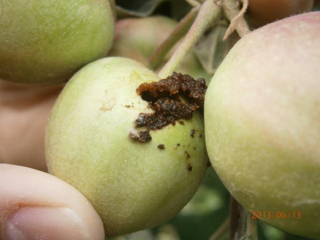 Carpocapsa pomonella,jabučni smotavac