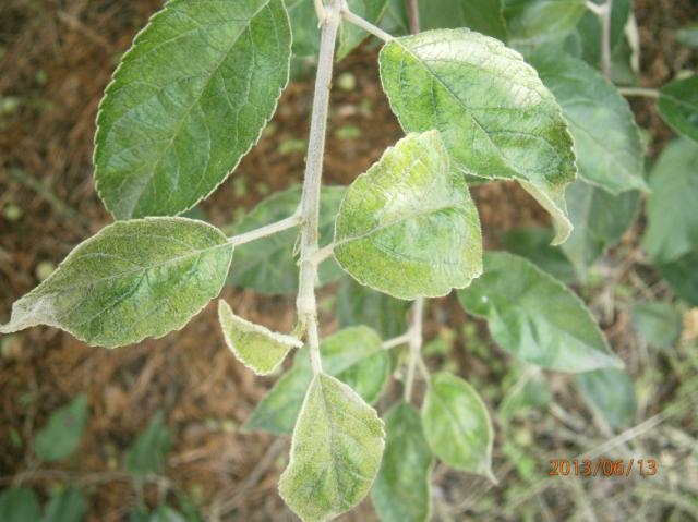 Podosphaera leucotricha,pepelnica jabuke