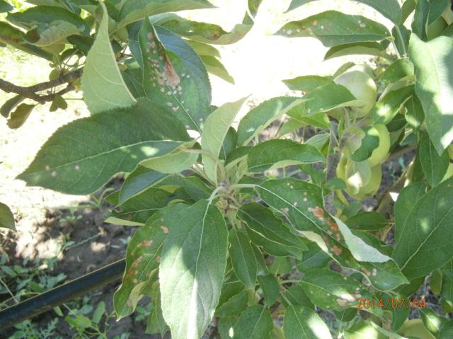 Alternaria spp