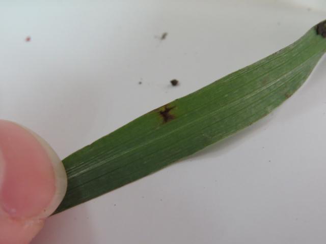 Pyrenophora teres, Mrežasta pegavost ječma