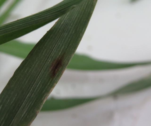 Pyrenophora teres,mrežasta pegavost.