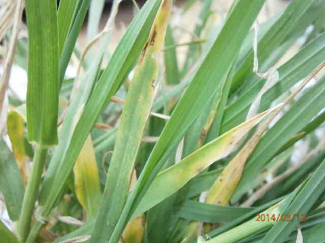 Pyrenophora teres