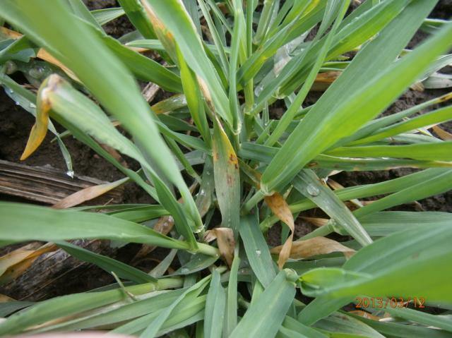 Pyrenophora teres,net blotch of barley