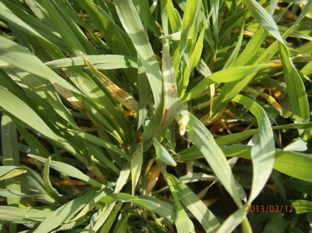 Pyrephora teres,net blotch of barley