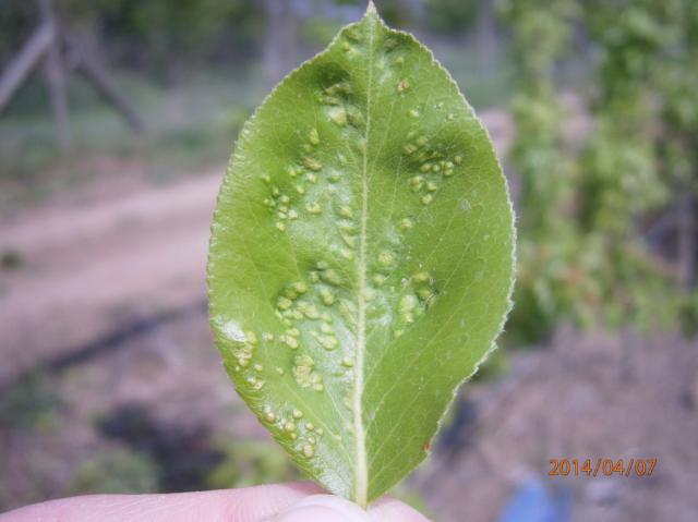 Eriophyes pyri,eriofidne grinje