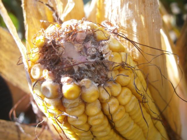 Fusarium spp.