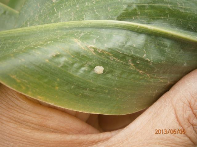 Ostrinia nubilalis eggs