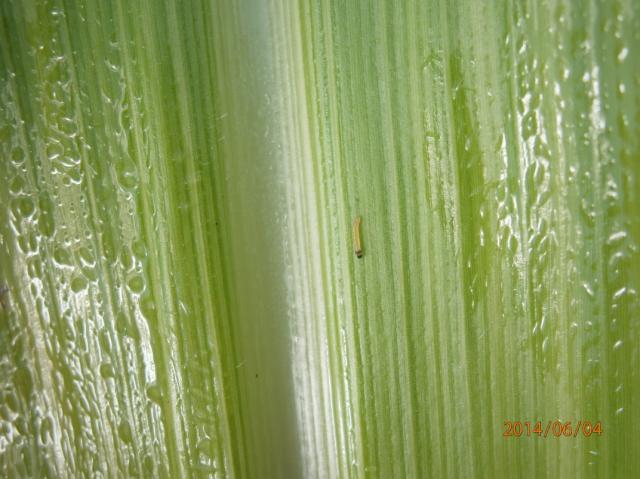 Ostrinia nubilalis,kukuruzni plamenac