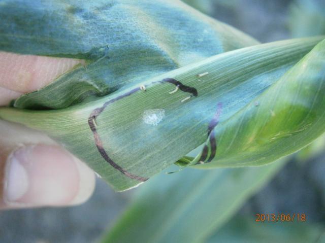 Ostrinia nubilalis,kukuruzni plamenac