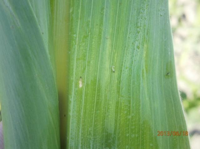 Ostrinia nubilalis.kukuruzni plamenac