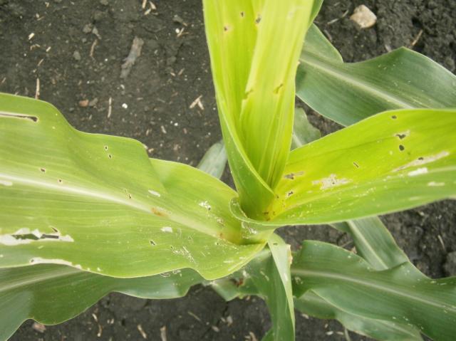 Ostrinia nubilalis,kukuruzni plamenac