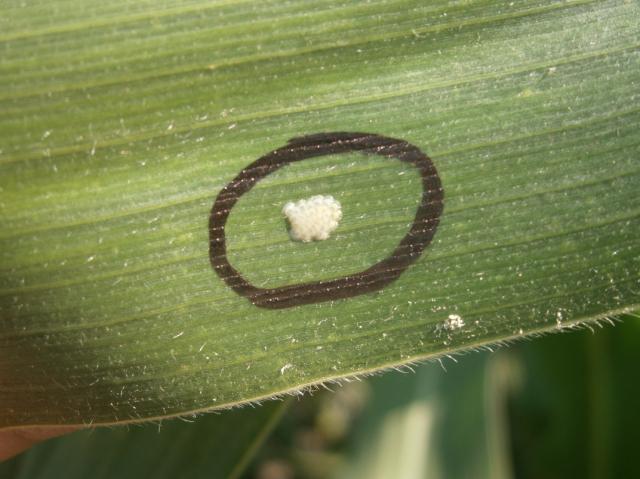 Ostrinia nubilalis eggs,kukuruzni plamenac jajno leglo