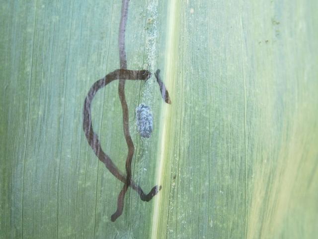 Ostrinia nubilalis eggs,kukuruzni plamenac