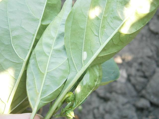 Ostrinia nubilalis,kukuruzni plamenac