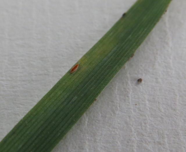 Puccinia spp., rđa pšenice