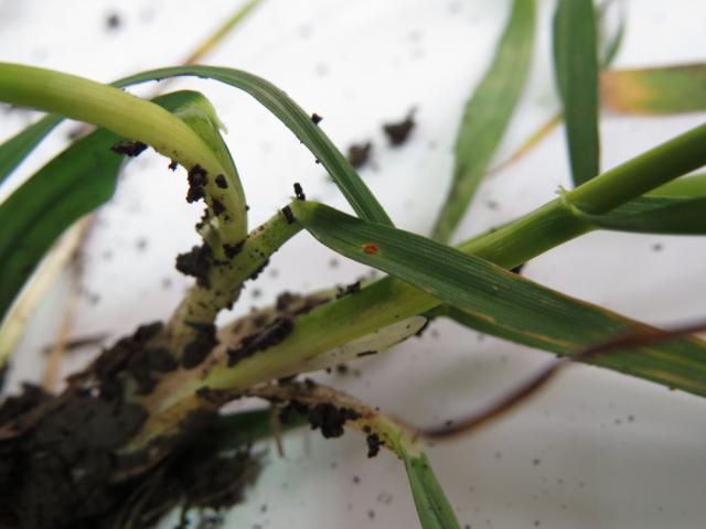 Rđa pšenice , Puccinia spp.