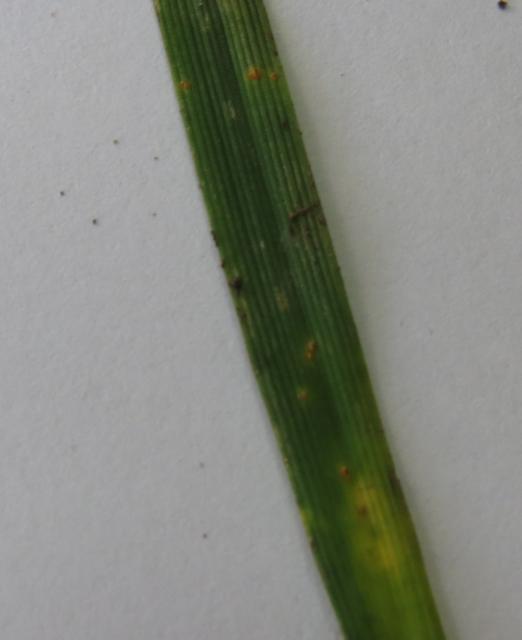 Puccinia spp.,Rđa pšenice