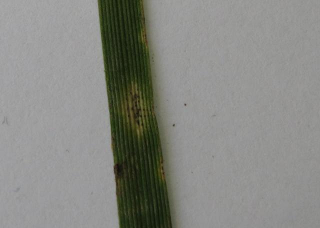 Septoria tritici,Siva pegavost .