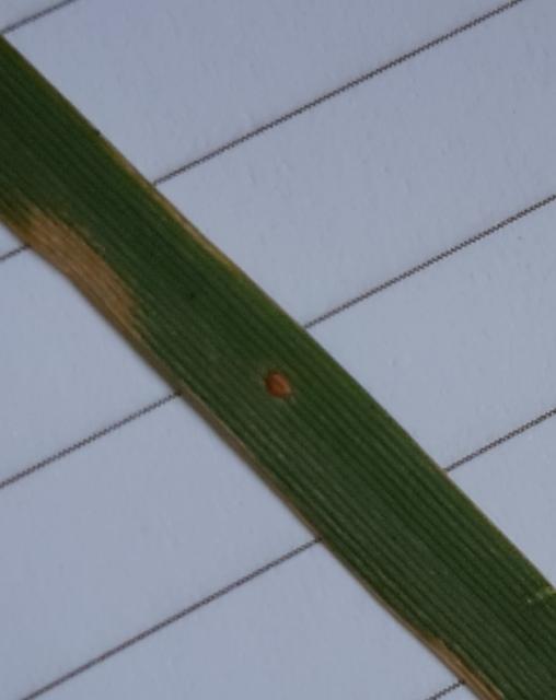 Puccinia spp.