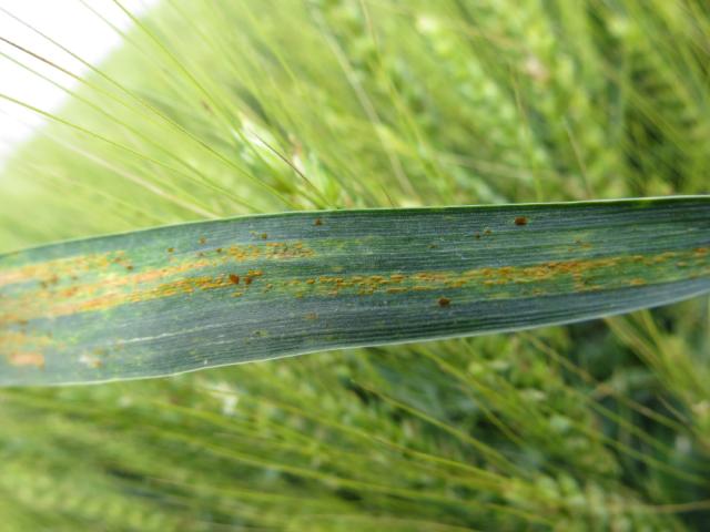 Puccinia striiformis,Puccinia recondita