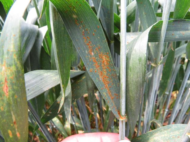 Puccinia recondita,lisna rđa