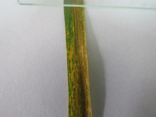 Puccinia striiformis